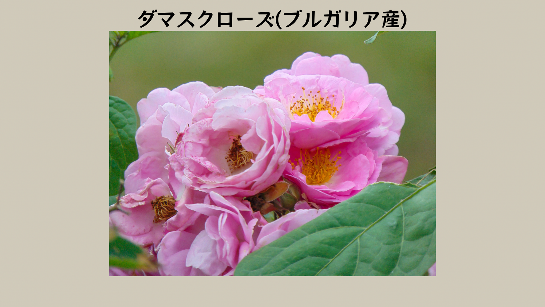 画像11004